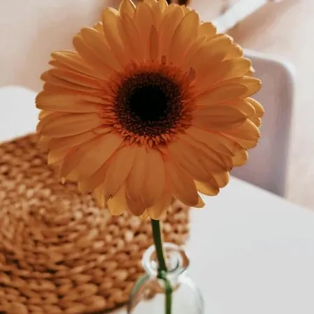 S T R E H E Z A Апартаменты